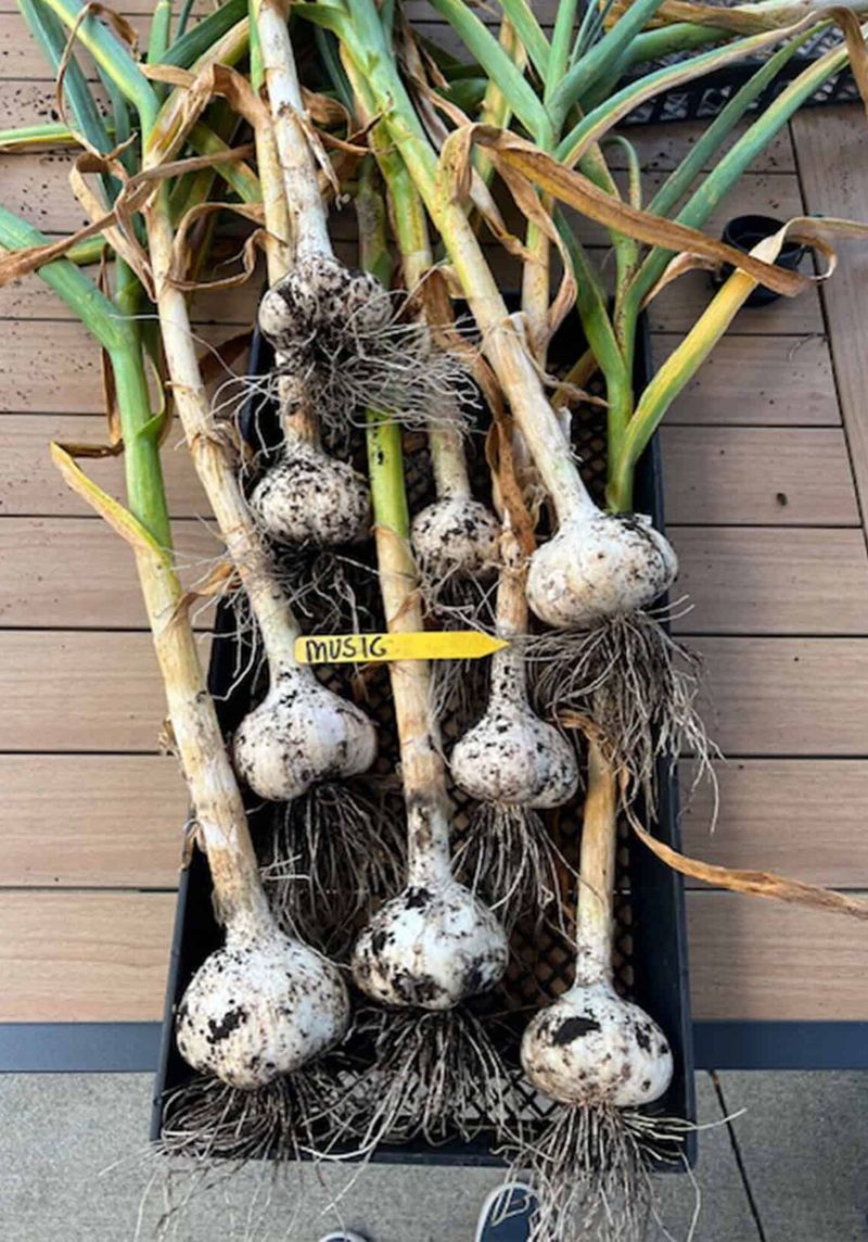 Build bulb potential with the rest of the fall setup