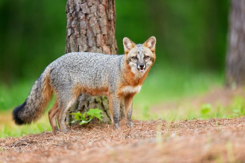 Know when a sighting becomes a public-health issue