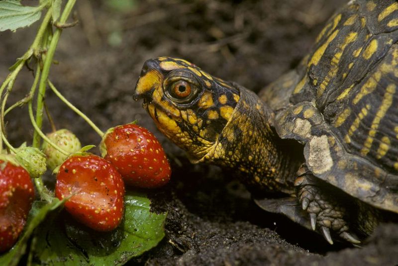 Its diet offers clues, not dependable pest control