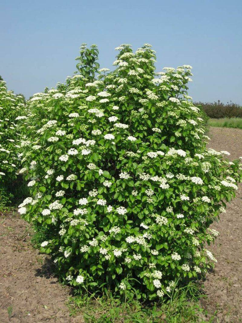 Arrowwood Viburnum (Viburnum dentatum)
