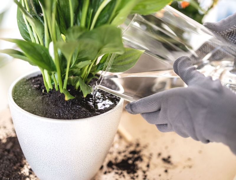 Wet soil means you should stop watering