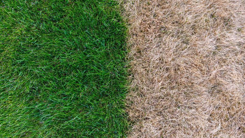 Slow, Weak Spring Green-Up