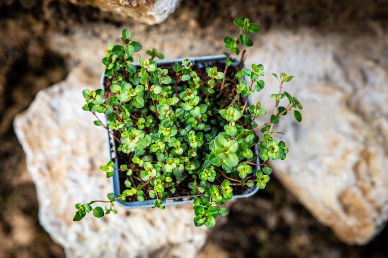 Prepare the bed before planting