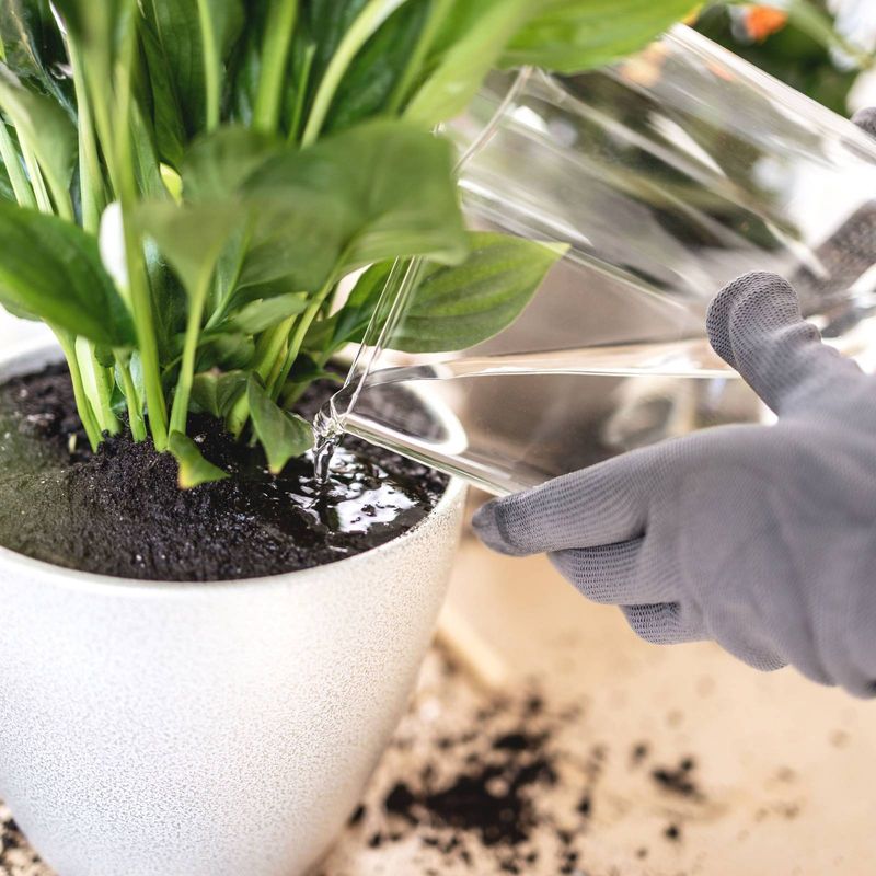 Water thoroughly, then let the pot drain