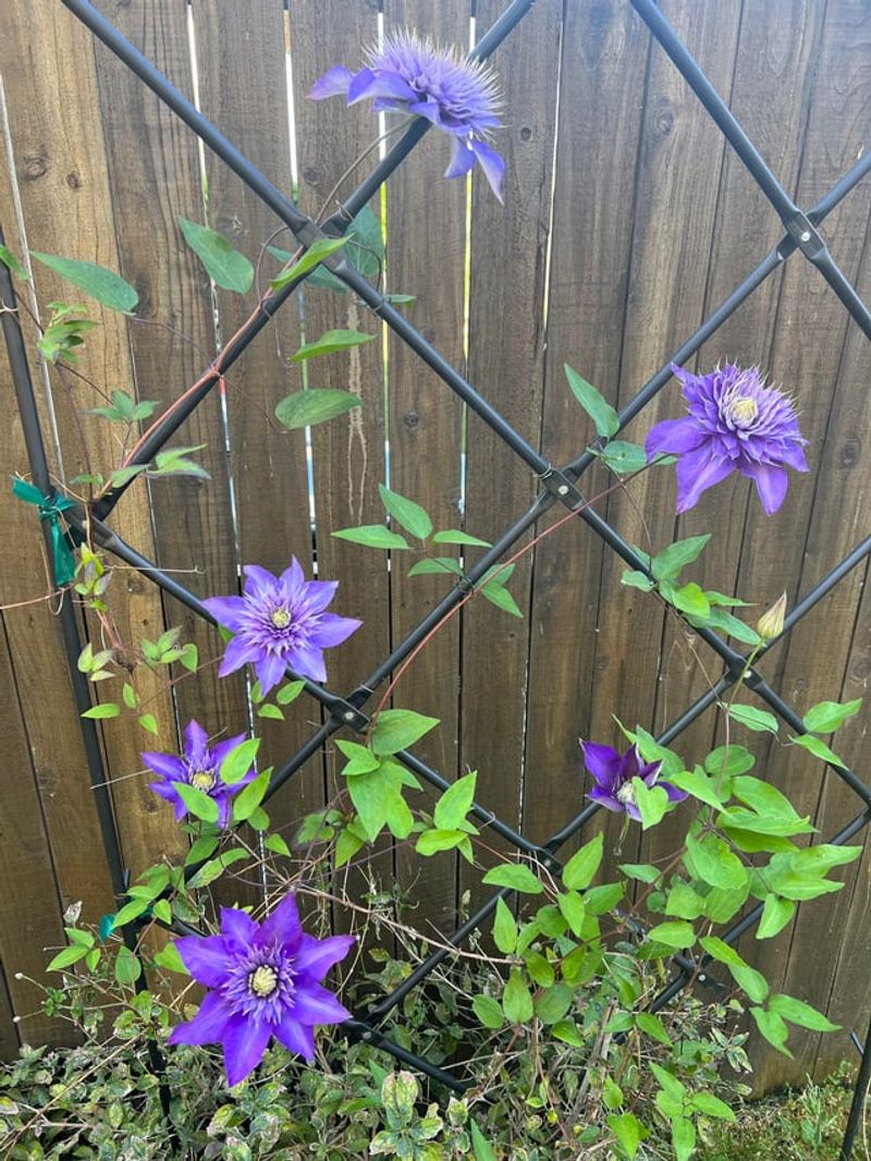 Check growing conditions before reaching for a bloom fix