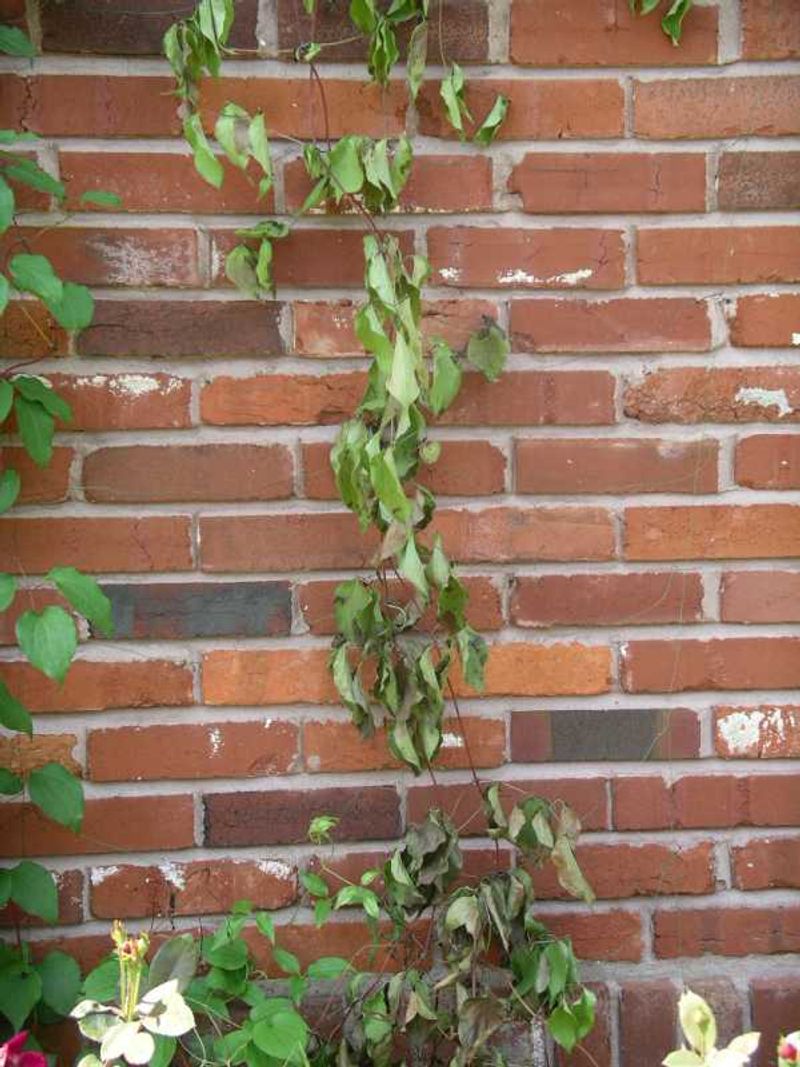 Check growing conditions before blaming pruning