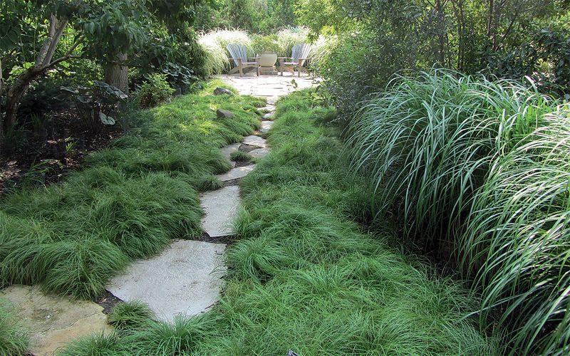 Native Sedges (Carex spp.)