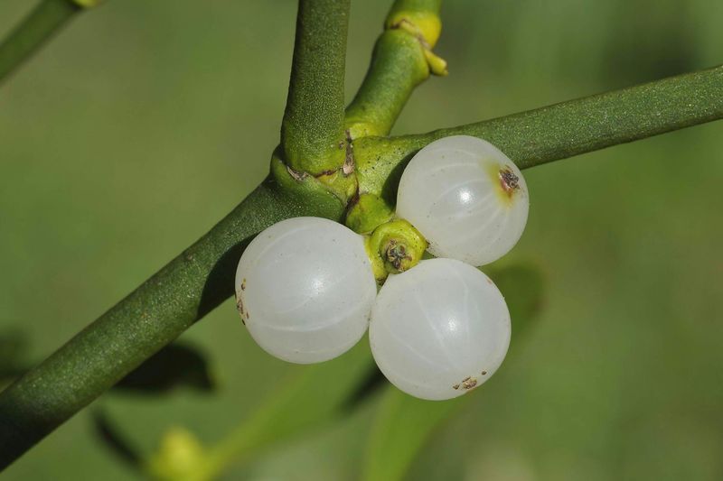 Mistletoe