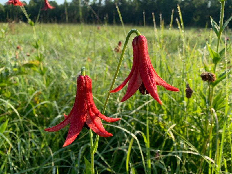 Design a meadow for your part of North Carolina