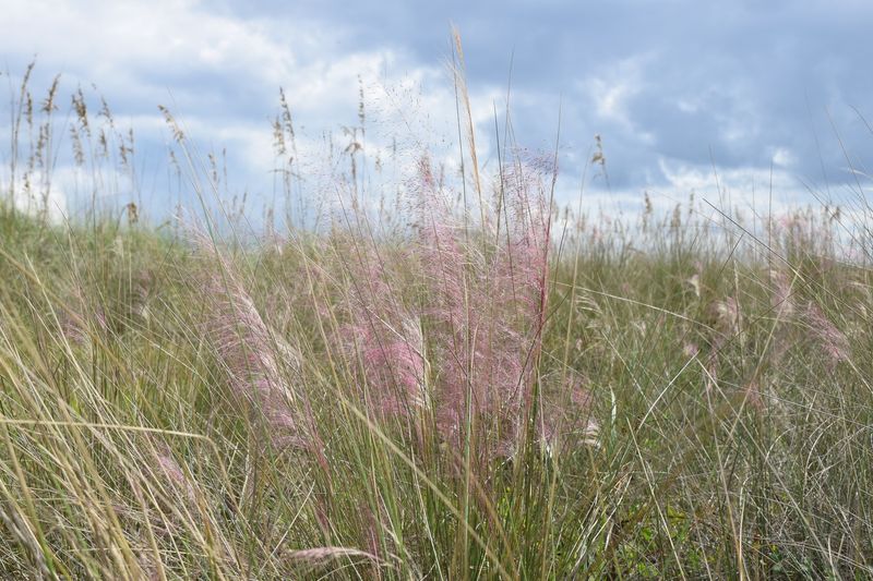 Pink muhly is native, but its distribution varies