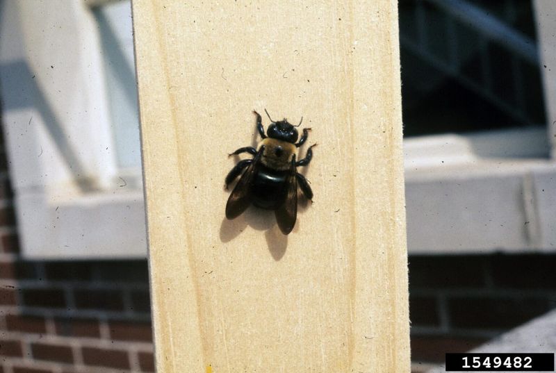 Hovering usually marks territory, not a yard-health score