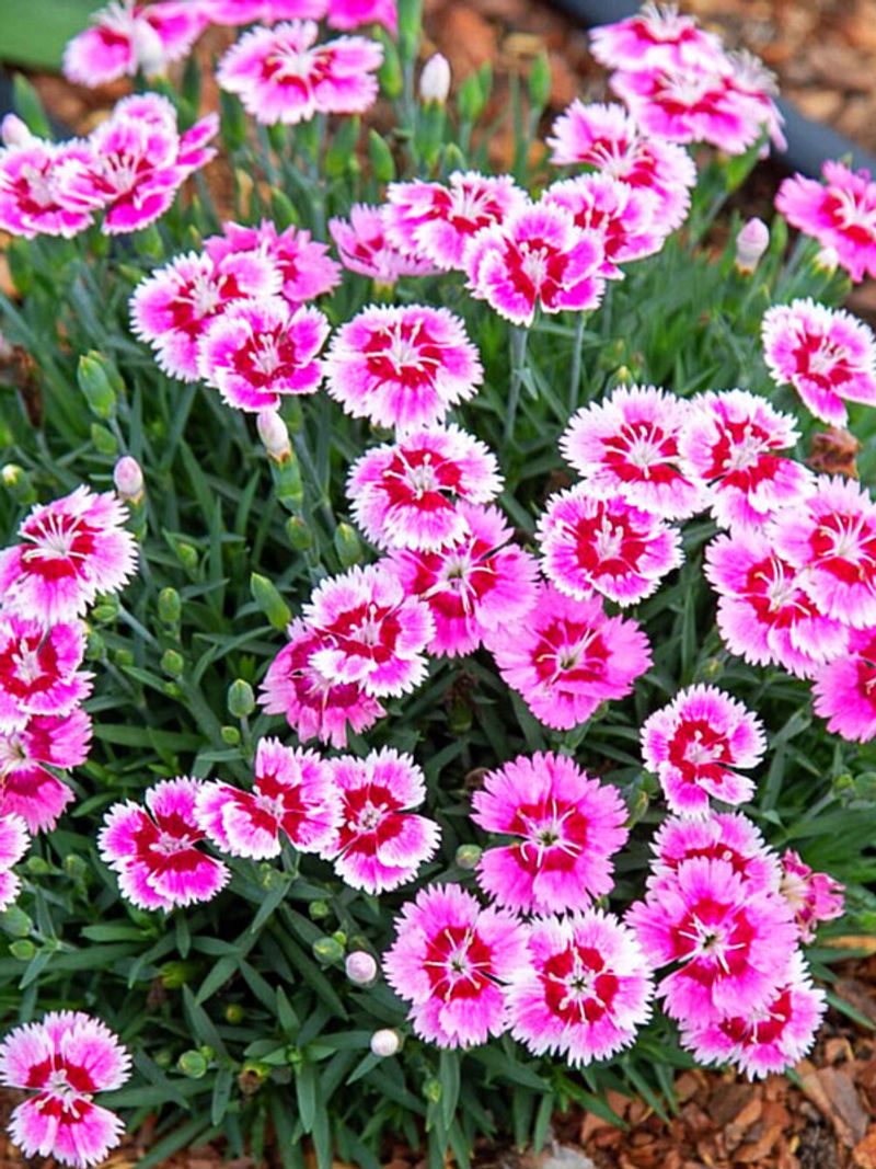 Dianthus (Garden Pinks)