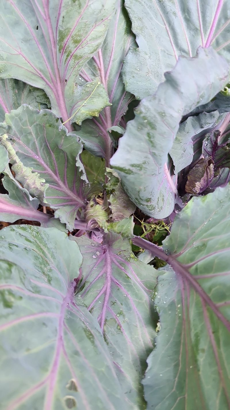 Purple edges are a clue, not a diagnosis