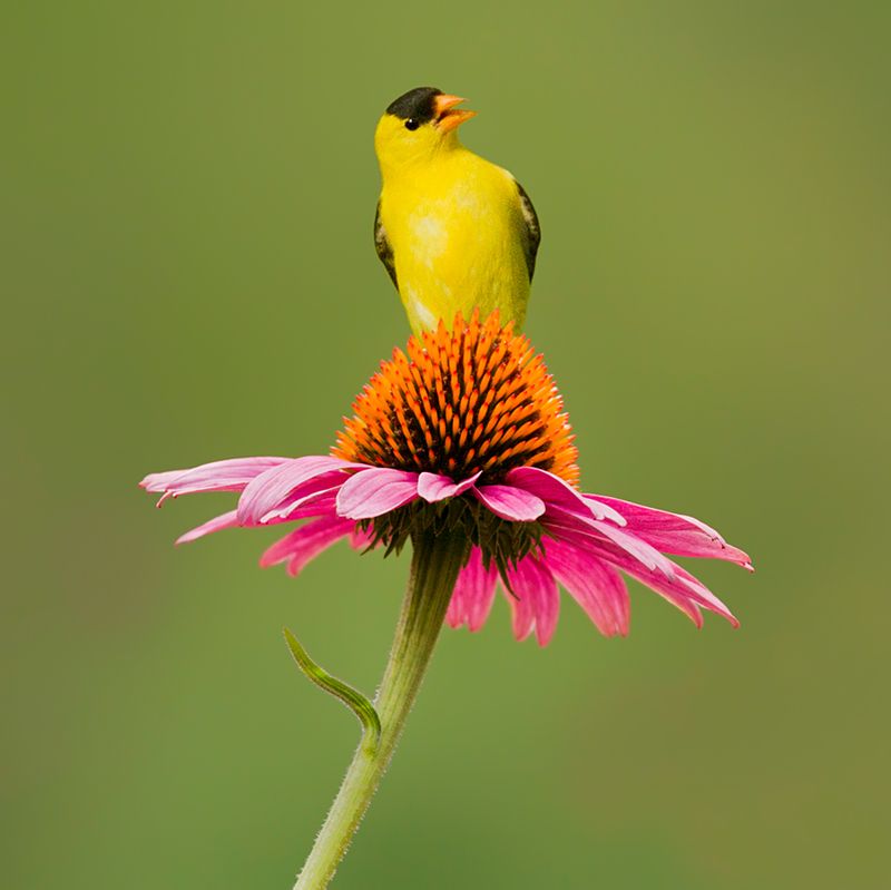 Goldfinches