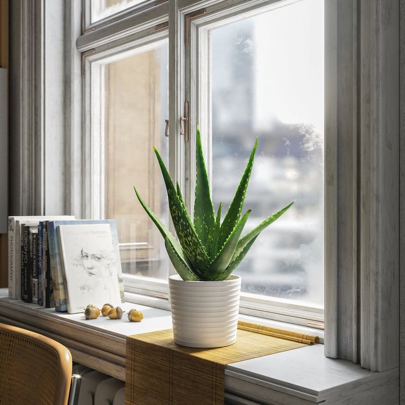 Aloe Vera