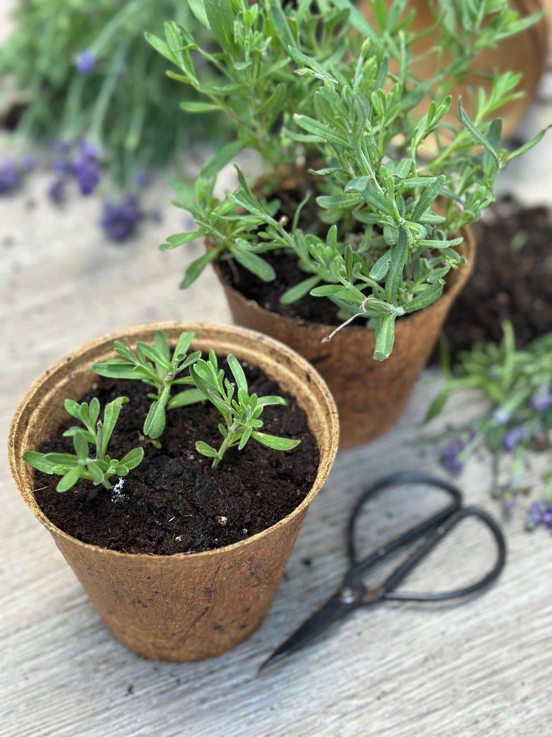 Let Rooted Cuttings Develop Before Planting Outside