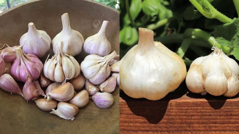 Choose healthy garlic that suits your region