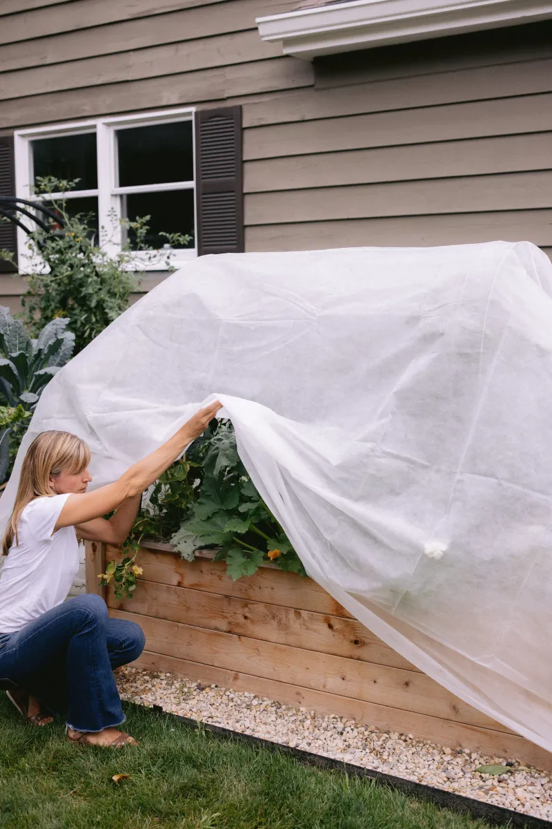 Use row cover as temporary, monitored protection