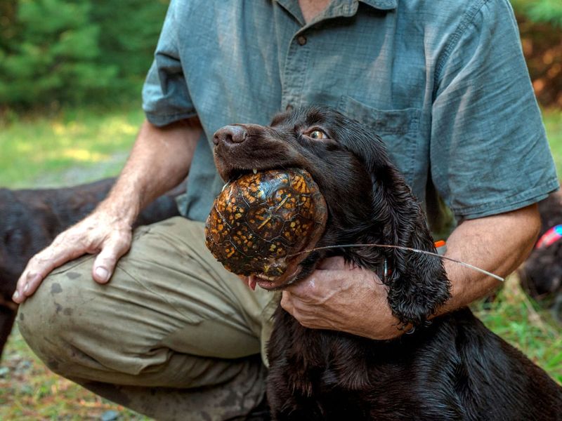 Keep mowing, burning, and pets away