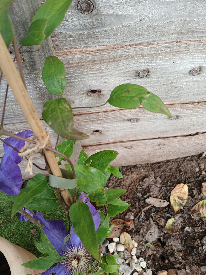 Drought Stress or Underwatering