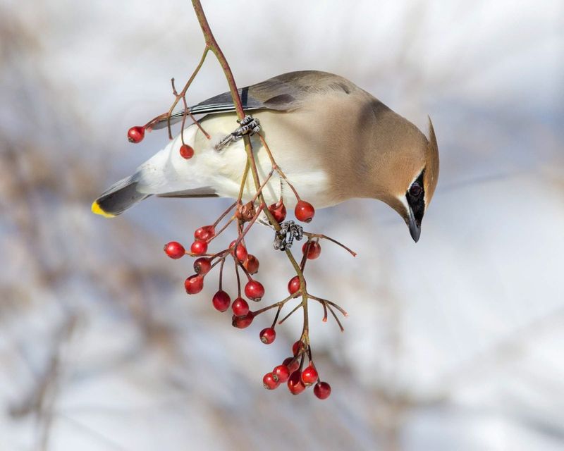 Follow the birds to find the real clue