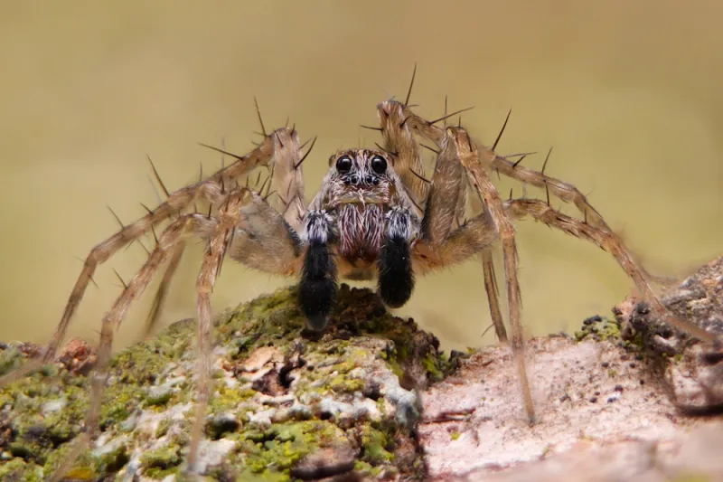 A meadow study cannot count a basement spider’s roaches