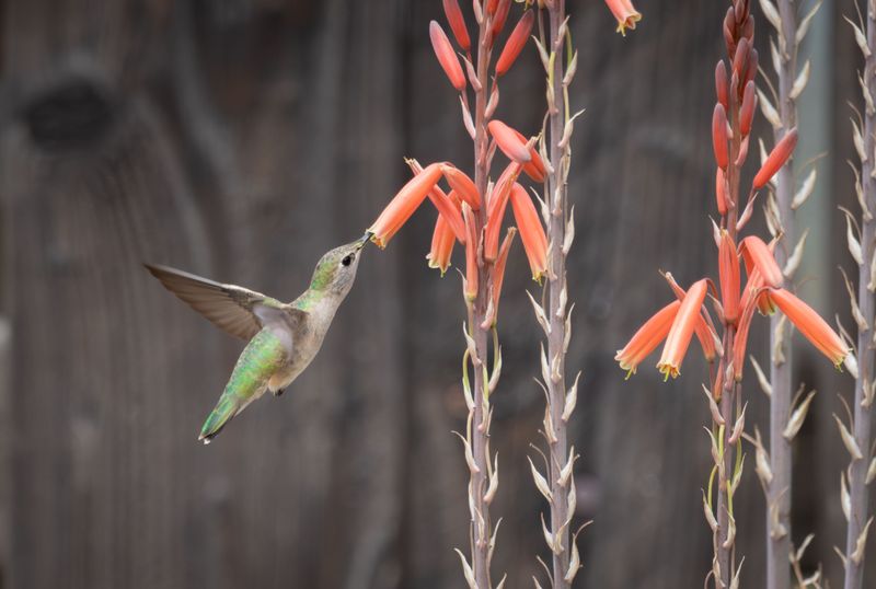 The flowers can offer hummingbirds nectar