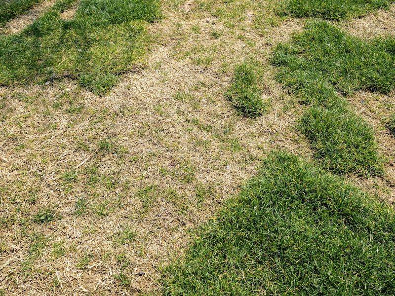 A thin lawn is not automatically asking for fertilizer