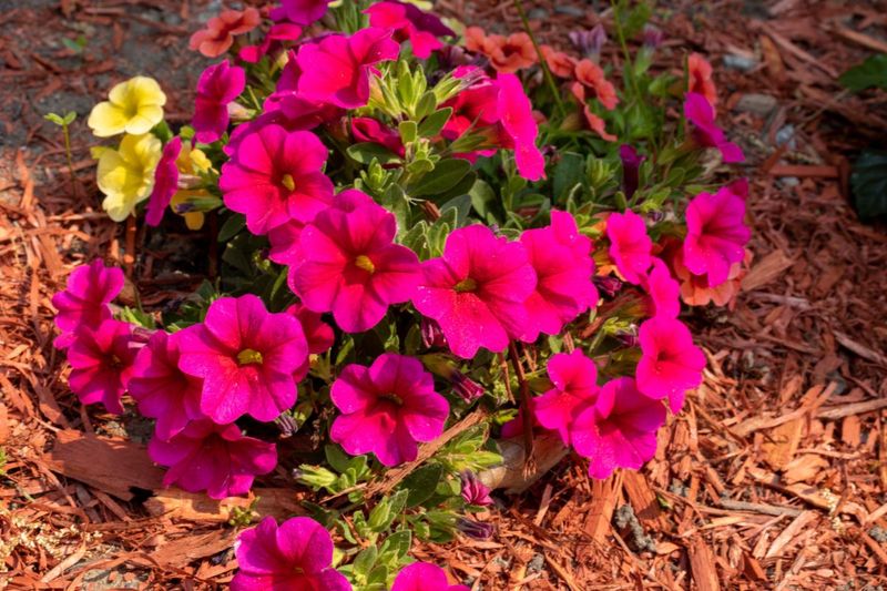 Add a Layer of Mulch to Lock In Moisture