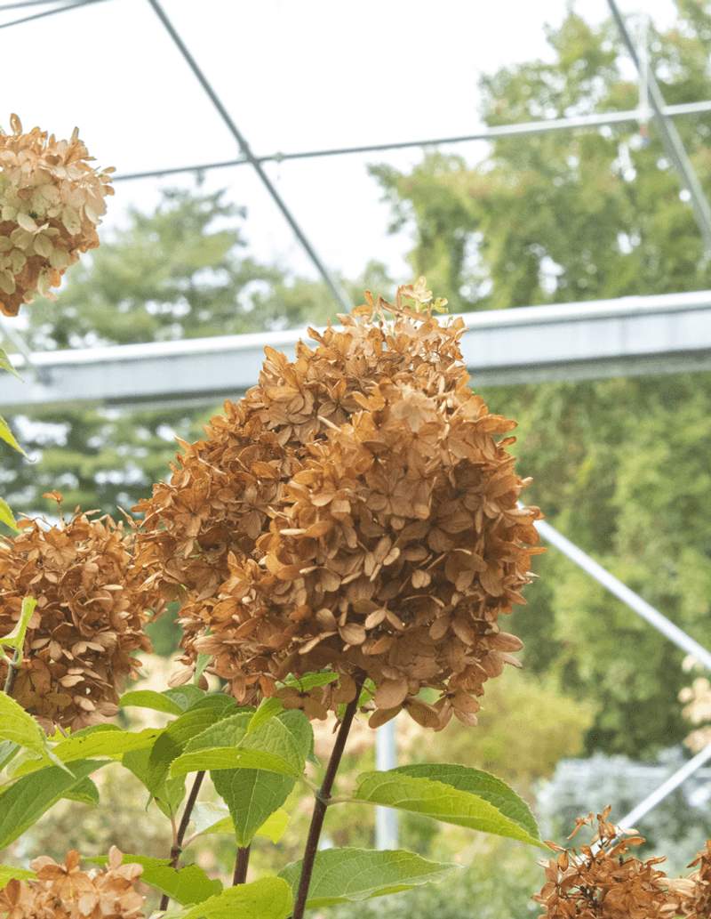 Choose fall care from the plant’s condition and type