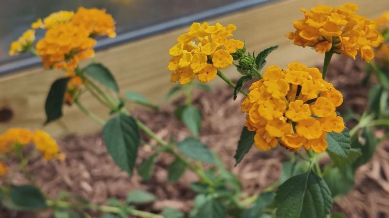 Fix the growing conditions that limit reblooming