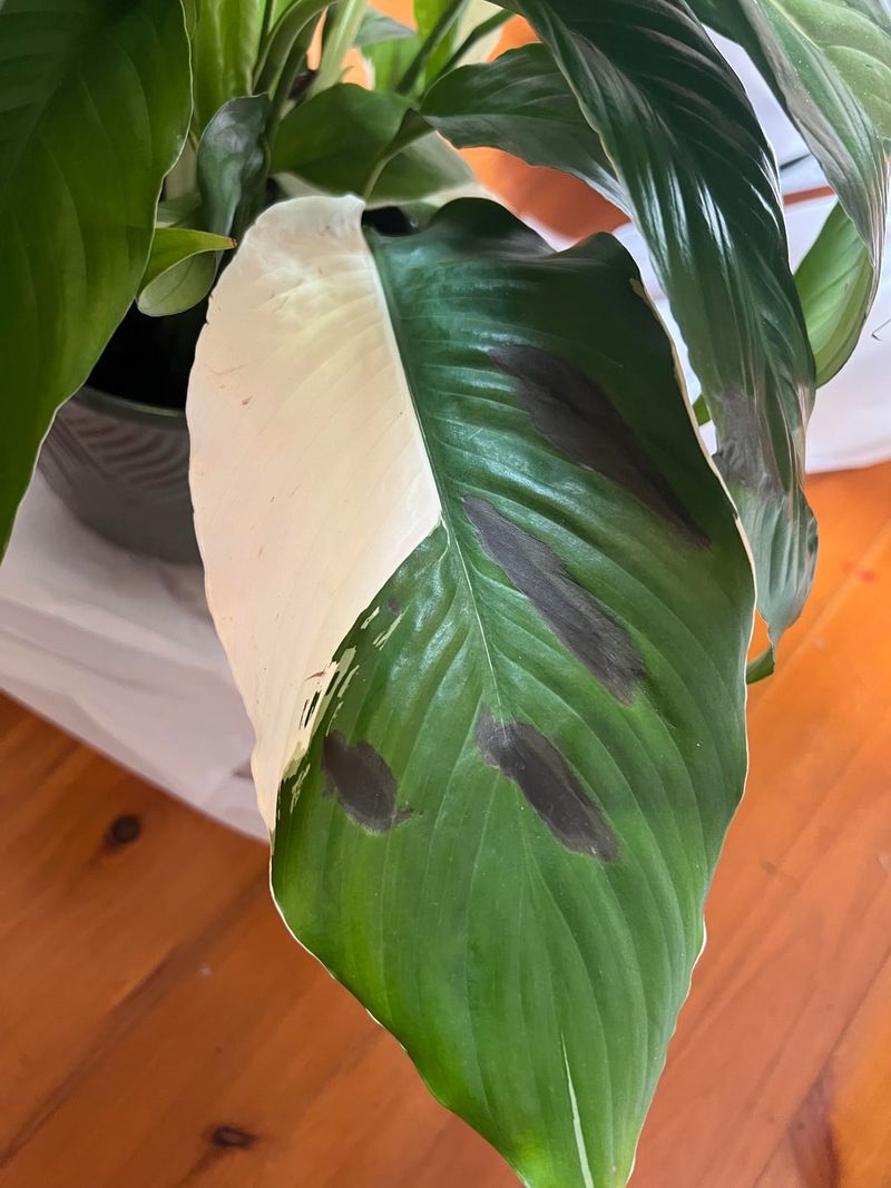 Spreading black spots require a disease check