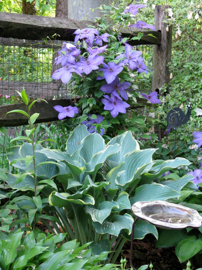 Hosta