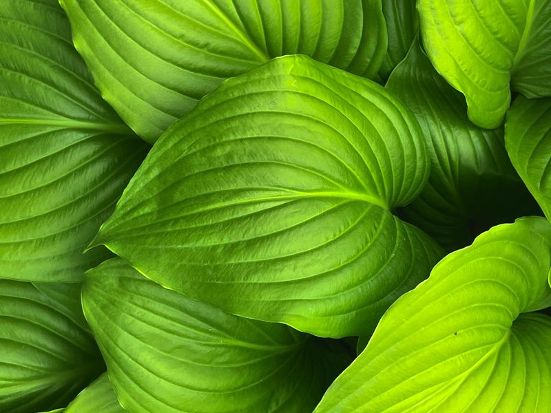 Let healthy foliage finish its work