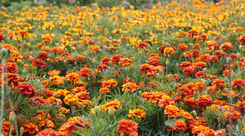 Marigold