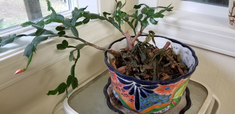 Persistent wetness plus limp stems raises a root-rot concern