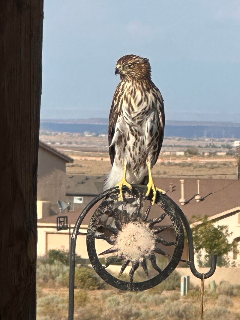 A feeder can create a possible hunting opportunity