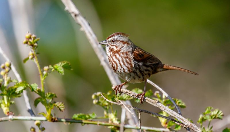 Native Sparrows