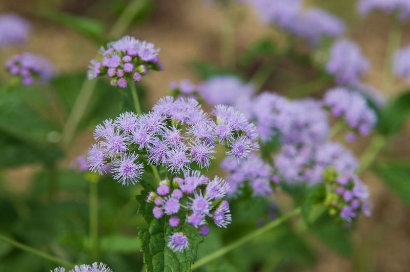 Blue Mistflower (Conoclinium coelestinum)