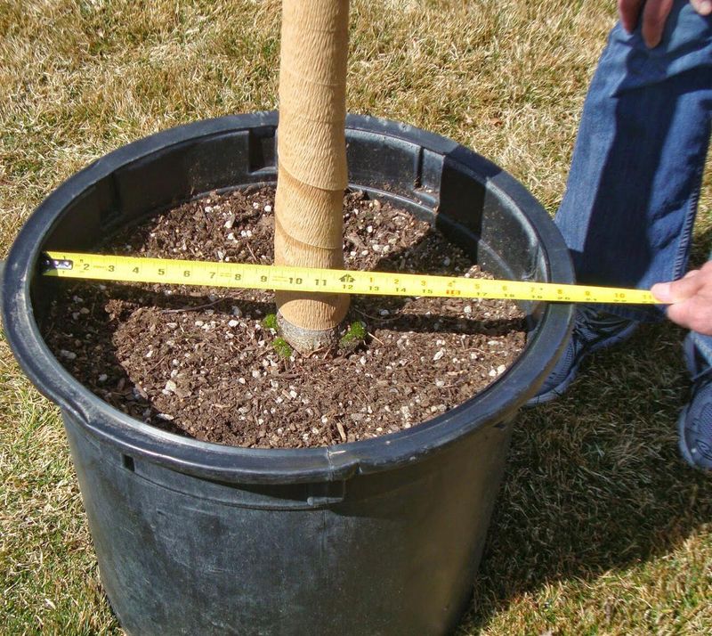 Establish the Tree Correctly from the Start