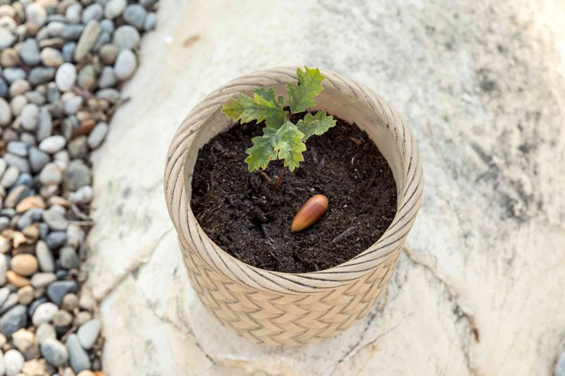 Free Baby Oak Trees