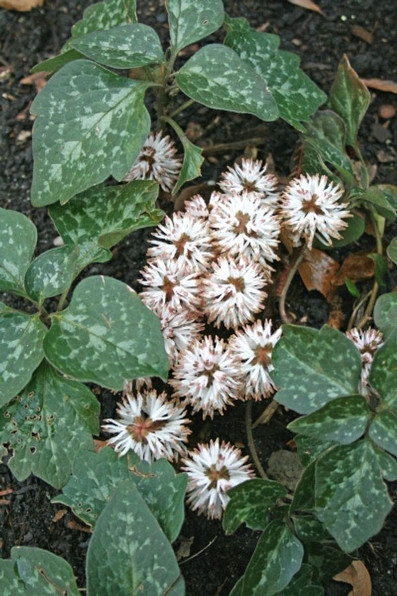 Allegheny Spurge