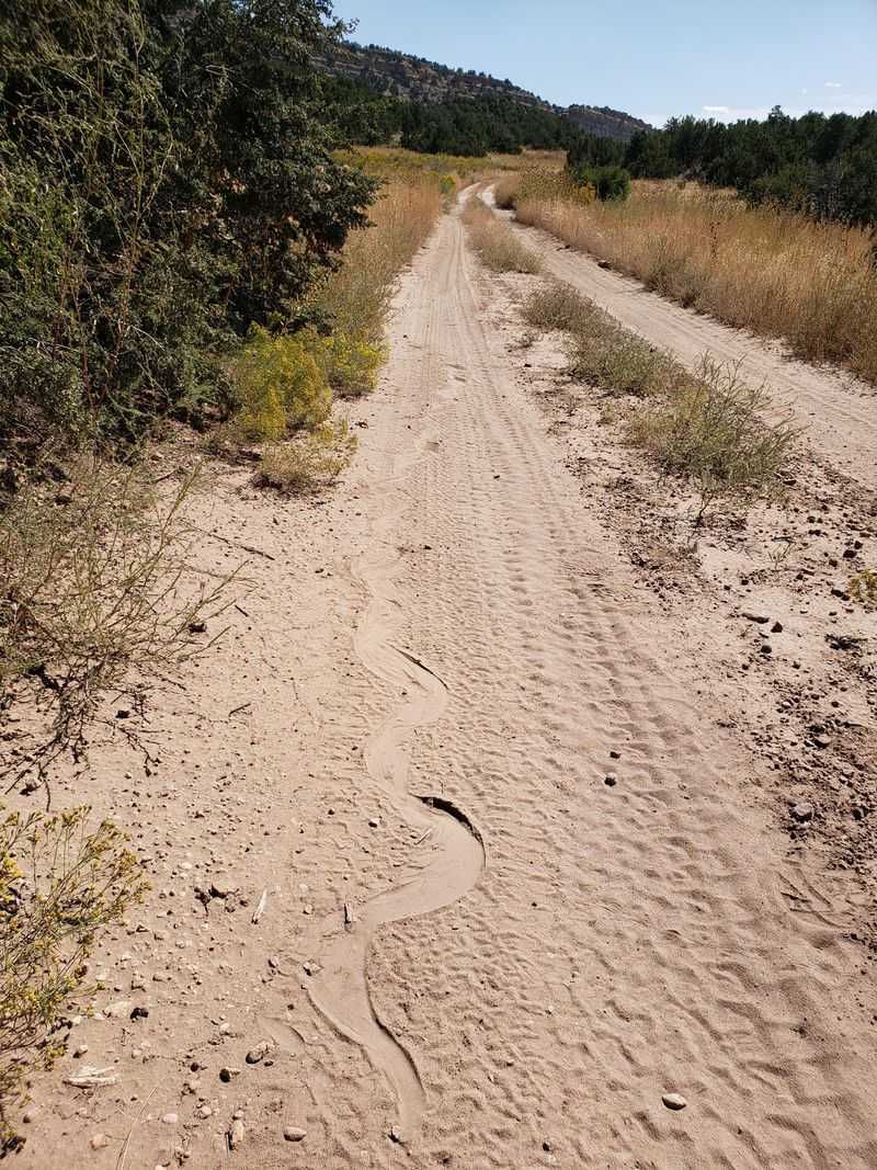 Slither Tracks