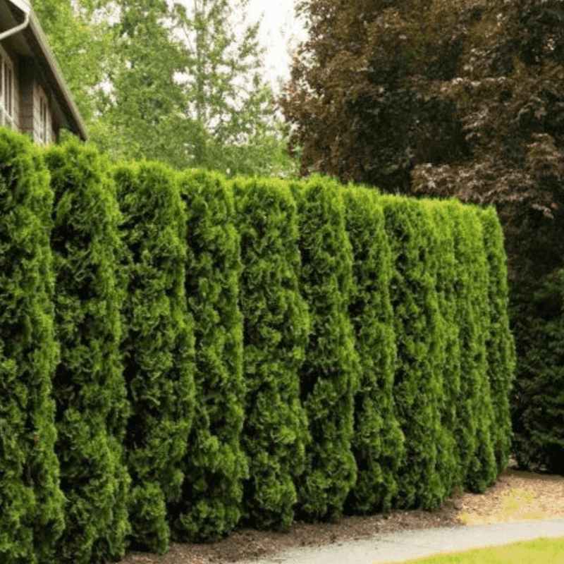 Arborvitae (Thuja spp.)