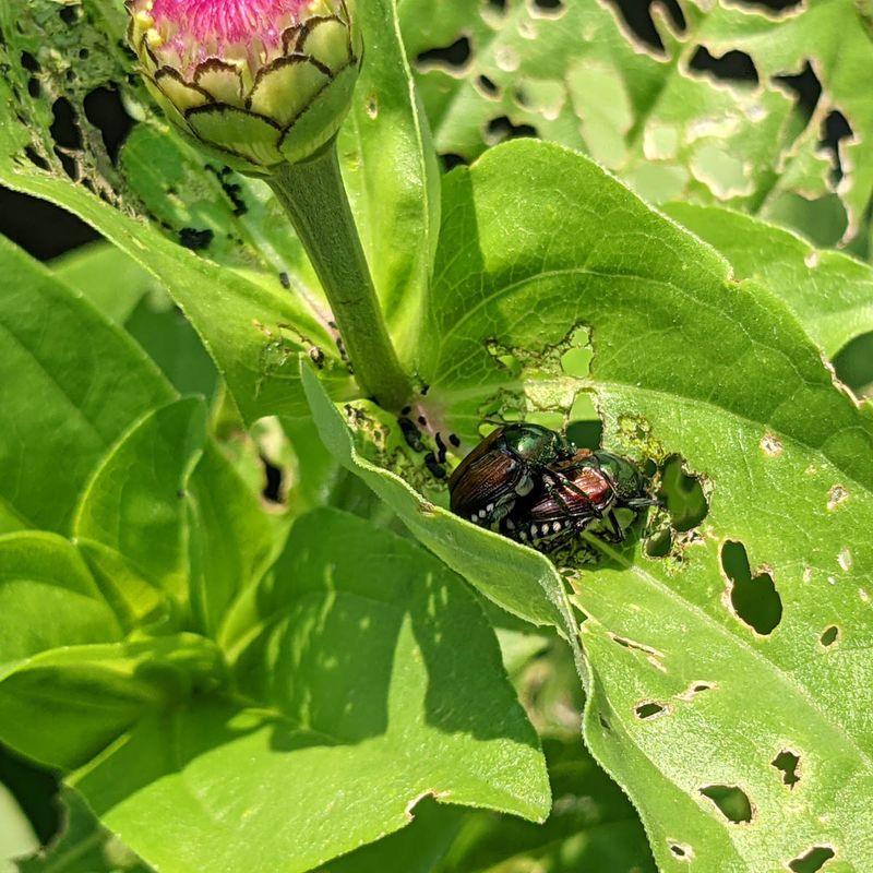 Leaving Pest-Chewed Foliage in Place
