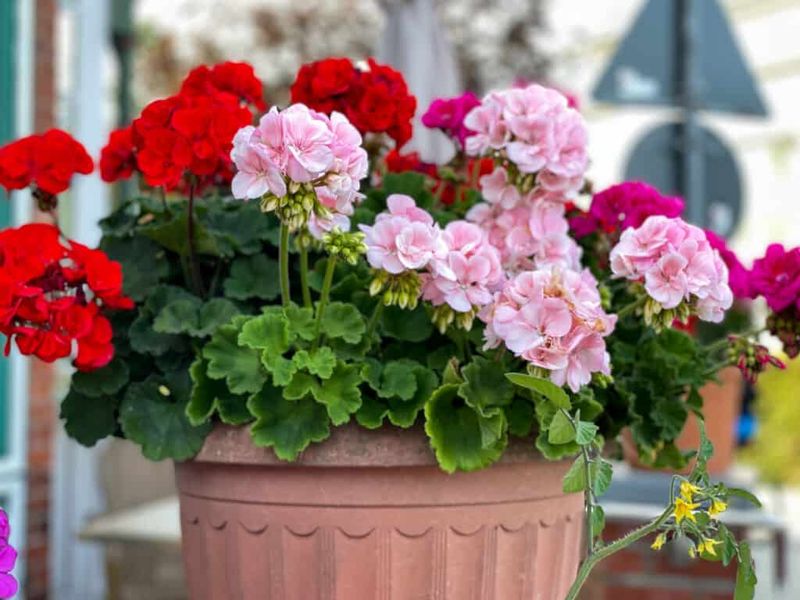 Red Geranium