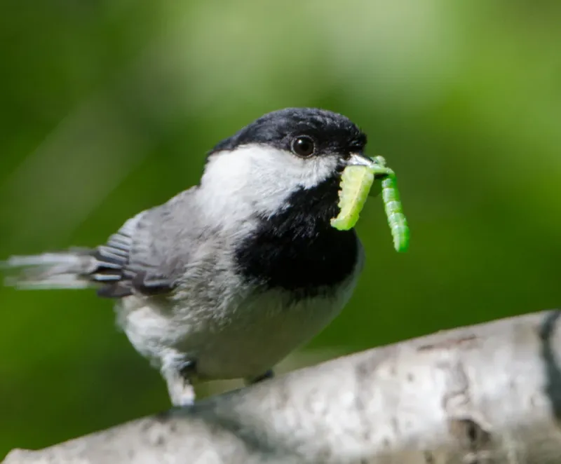 Nestlings Depend on Insects, but Visits Do Not Prove Food Delivery