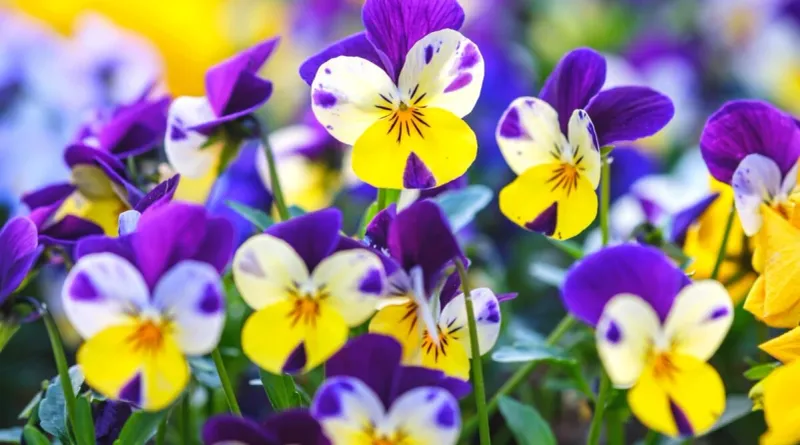 Violas