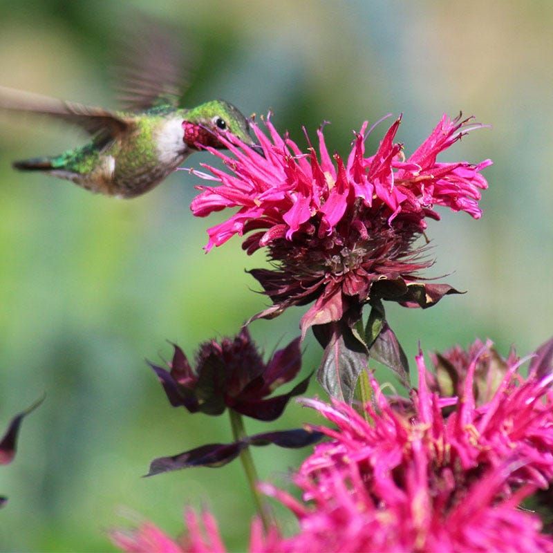 Bee Balm (Monarda didyma)