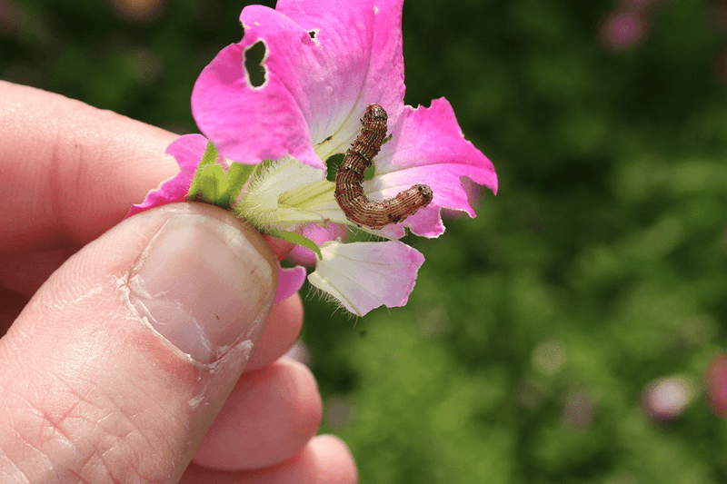 Wipe Out Budworms Before They Eat the Buds